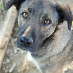 BARON - reserviert für Tierhilfe Lebenswert vermittelt