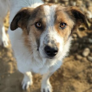 KONFETTI - reserviert Tierhilfe Lebenswert - vermittelt