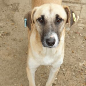 TANIKA - reserviert TINO - vermittelt