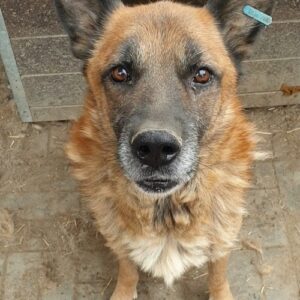 LENIO - Notfall - reserviert Manuela vermittelt