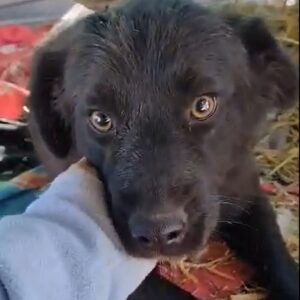 JULIE - reserviert TST Rösrath vermittelt