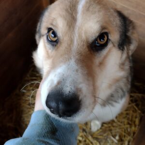 SAMARI - auf Pflegestelle in PLZ 5