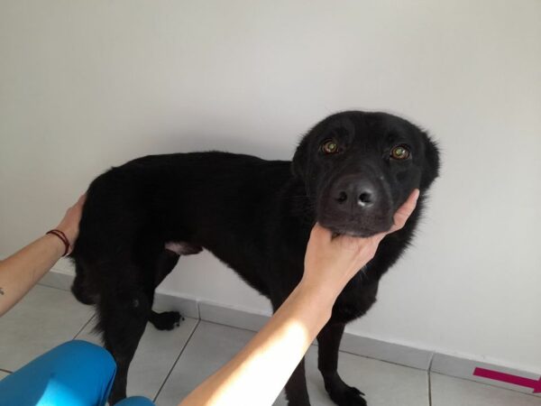 TAIO - reserviert Tierheim Koblenz vermittelt – Bild 2