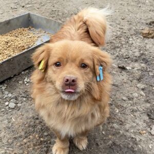 MEXXI - reserviert Tierhilfe Lebenswert DR (10.03.) - vermittelt