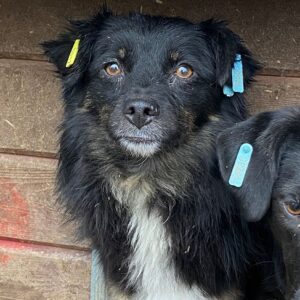 CHESTITY - RBB 06/2022