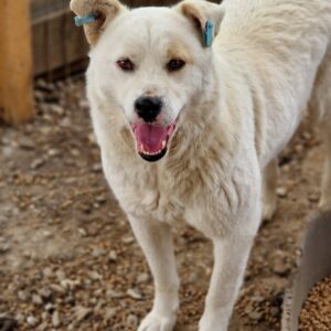 PETERCHEN - reserviert IH DR (02.10.) - vermittelt