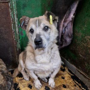 BONDO - reserviert TH Limburg vermittelt