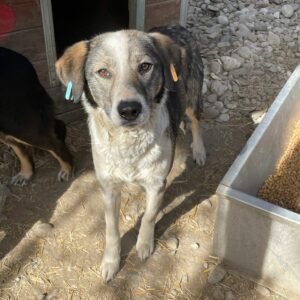 ARUN - Notfall: Mobbingopfer - auf Pflegestelle in PLZ 3 vermittelt