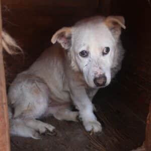 EIRA - vermittelt NH