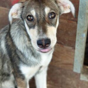 FANIA - reserviert Alexandra - vermittelt