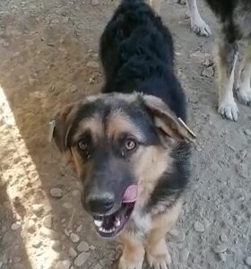 NJERI - reserviert Tierhilfe Lebenswert DR (11.01.) - vermittelt