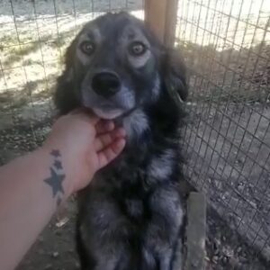 NYOTA - reserviert IH DR - vermittelt