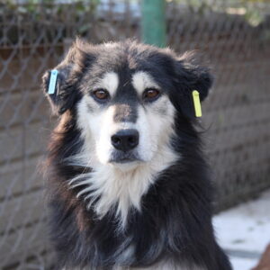 DESIRIA - reserviert IH DR - vermittelt