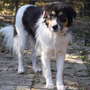 KAMIRA - auf Pflegestelle in PLZ 4 vermittelt