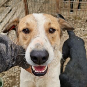 KLIFF - reserviert Manuela - vermittelt