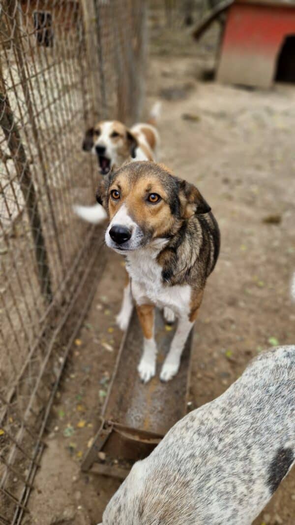 TINKER - reserviert Tierhilfe Lebenswert DR 13.02. - vermittelt – Bild 2