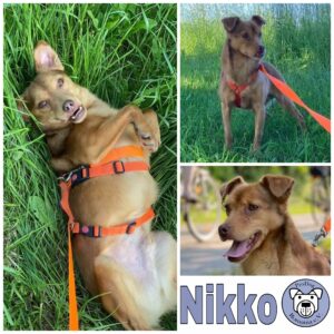 Nikko in 18311 Ribnitz-Damgarten