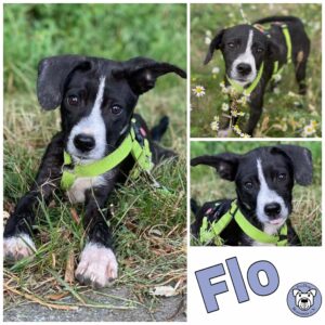 Flo in 18311 Ribnitz Damgarten *vermittelt*