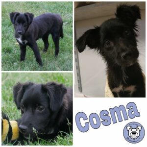 Cosma in 21493 Möhnsen *vermittelt*