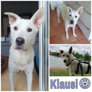 KLAUSI in 12527 BERLIN - Blind - *vermittelt*