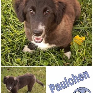 Paulchen *vermittelt*