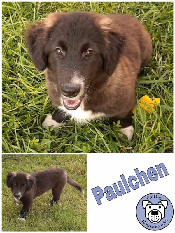 Paulchen *vermittelt*