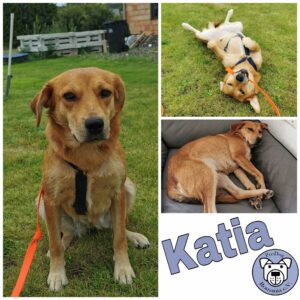 Katia in 34281 Gudensberg *vermittelt*