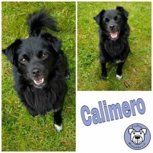 Calimero in 81373 München *vermittelt*