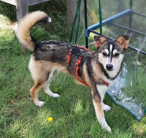 Chaya *vermittelt* – Bild 4