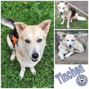 Tinchen *vermittelt*