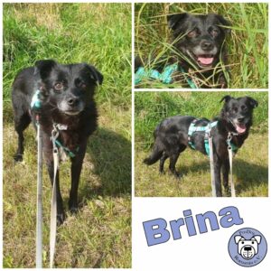 Brina in 18311 Ribnitz Damgarten