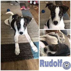 Rudolf in 92318 Neumarkt bei Nürnberg *vermittelt*