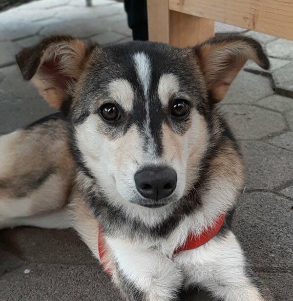Chaya *vermittelt* – Bild 5