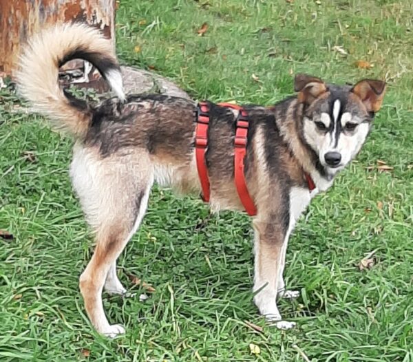 Chaya *vermittelt* – Bild 6