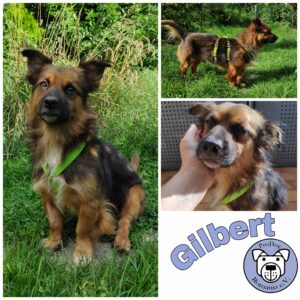 Gilbert in 63773 Goldbach bei Aschaffenburg *vermittelt*