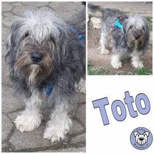 Toto *vermittelt*