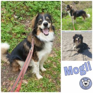 Mogli in 18311 Ribnitz Damgarten *vermittelt*