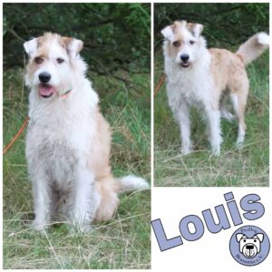 Louis (Bacon/MaryLou) in 14776 Brandenburg