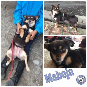 Mabeja in 63069 Offenbach am Main