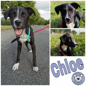 Chloe in 18311 Ribnitz Damgarten *vermittelt*