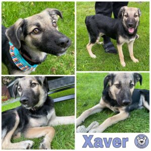 Xaver in 26810 Westoverledingen