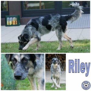 Riley in 21521 Dassendorf *vermittelt*