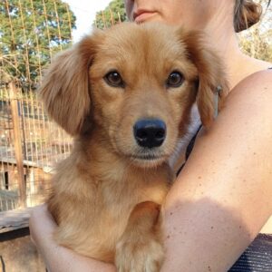 KIMA - reserviert TINO - vermittelt