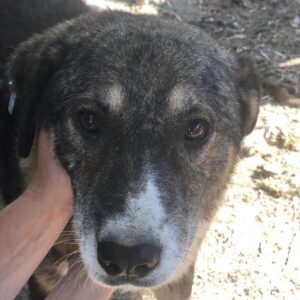 KILIAN - reserviert für Tierhilfe Lebenswert vermittelt