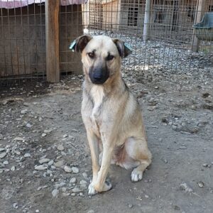 WIENY - linke Vorderpfote schwerer verletzt - reserviert IH DR - vermittelt