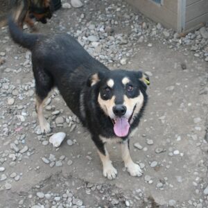 LESSY - reserviert IH DR (17.01.) - vermittelt