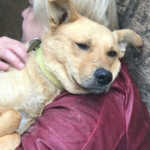 KUDDEL - reserviert für Tierhilfe Lebenswert vermittelt