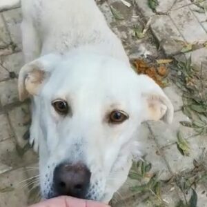 VITO - Notfall - Mobbingopfer! - zu dünn! - reserviert Tierhilfe Lebenswert DR - vermittelt