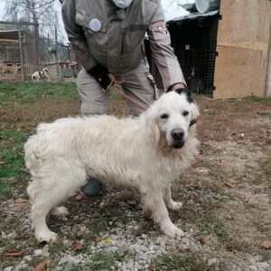 KOJA - reserviert Tierhilfe Lebenswert DR - vermittelt