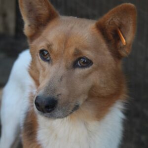 ETJE - reserviert Tierhilfe Lebenswert DR (19.12.) - vermittelt